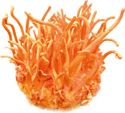 Cordyceps Militaris