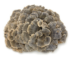 Coriolus versicolor-extract