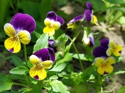 Driekleurig viooltje