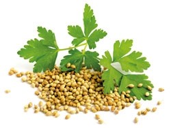 Gezichtsolie Korianderzaad