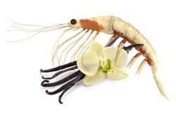 Krillolie vanillesmaak