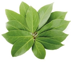 Gezichtsolie Laurier