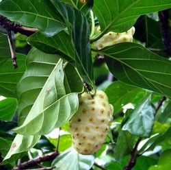 Noni