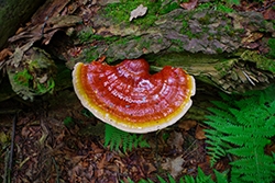Reishi Sporen Premium