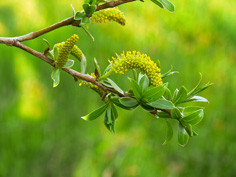 Salix Alba Schietwilg
