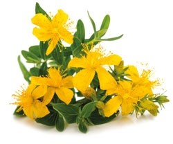 Gezichtsolie Sint-janskruid