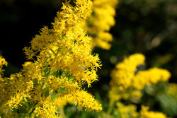 Solidago-extract