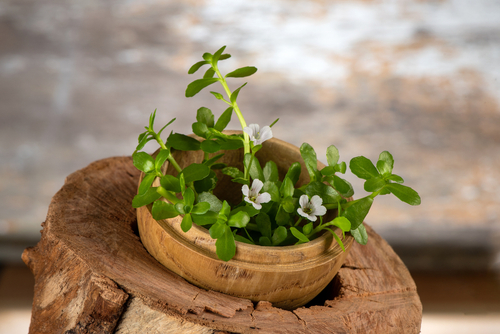 Bacopa