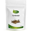 Cordyceps