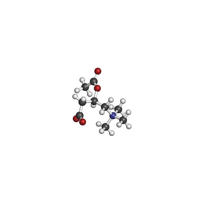 Acetyl L-Carnitine kopen | 30% Korting | vitaminesperpost.nl