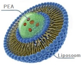Liposomale PEA