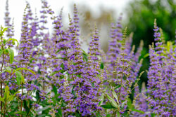 Vitex agnus castus