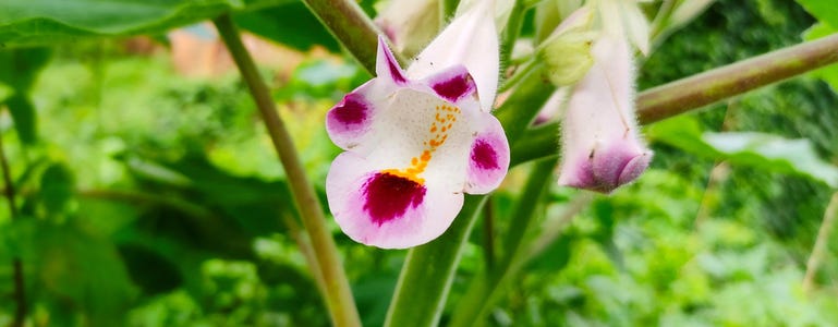 Duivelsklauwbloemen