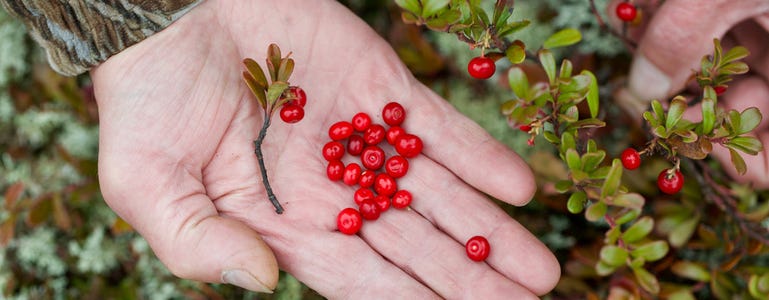 Hand met de besjes van de uva ursi