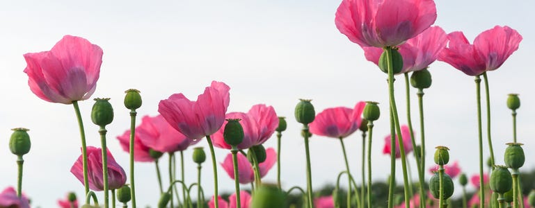 Papaver somniferum