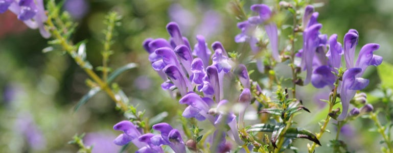 Scutellaria