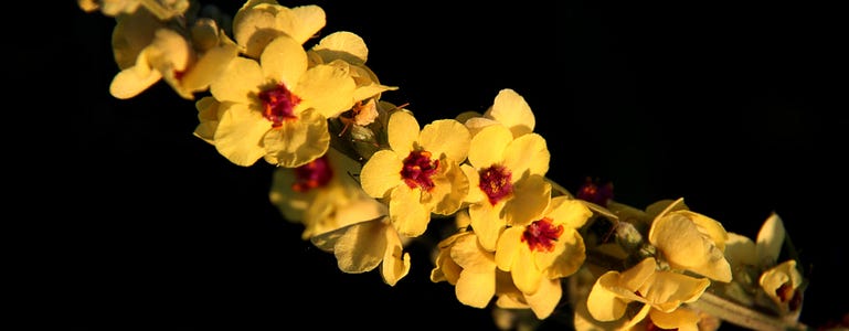 Koningskaars met bloemen