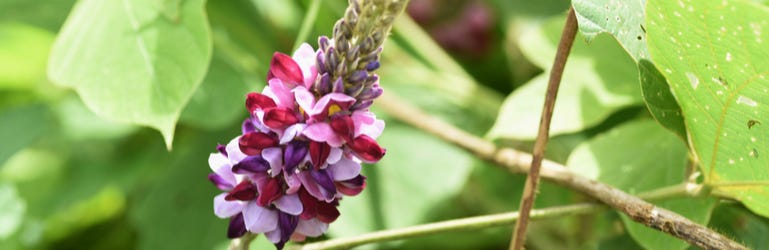 Kudzubloem