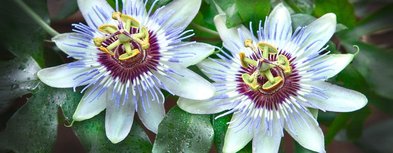 Prachtige witte passiebloemen