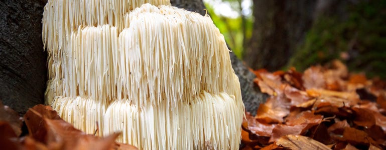 De lion's mane in al zijn pracht