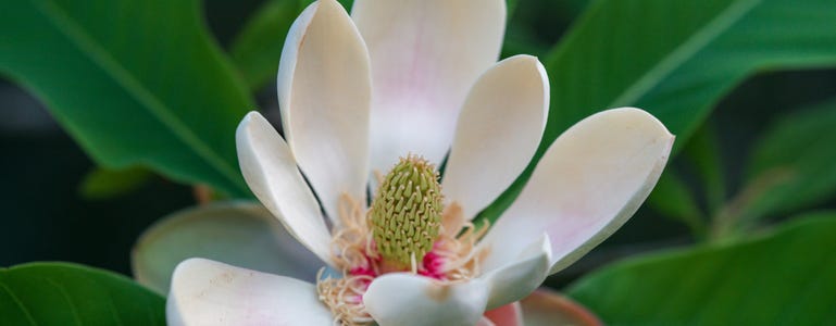 Magnoliabloem