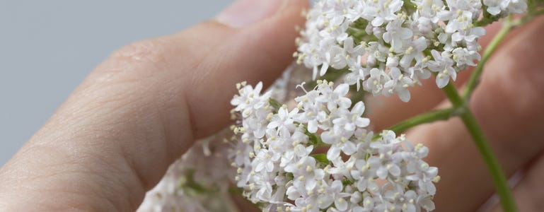 Valeriaanbloemen in hand