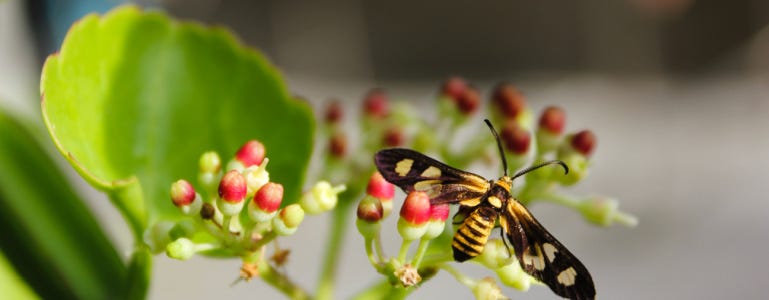 Cissus quadrangularis met vlinder