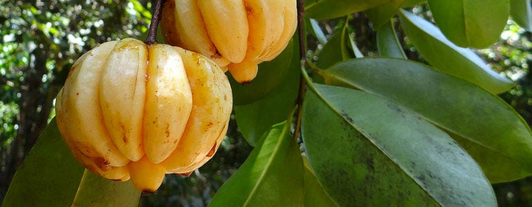 Garcinia cambogia