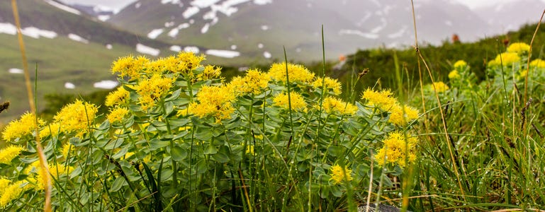 Veld met rhodiola rosea