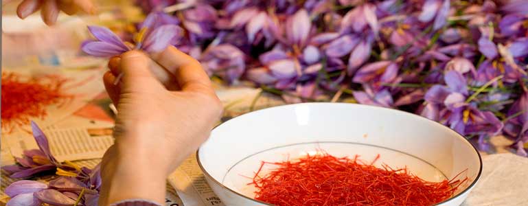 Iemand plukt de saffraandraden uit de krokus