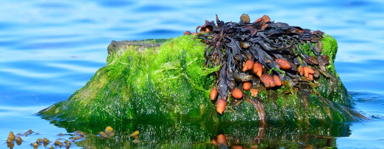 Kelp op een rots in de zee