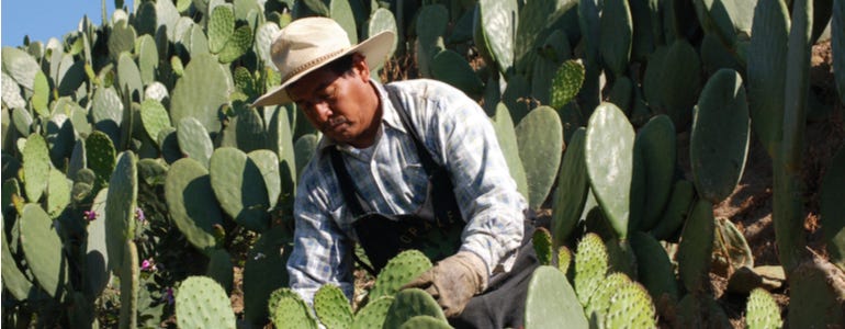 Boer plukt nopal