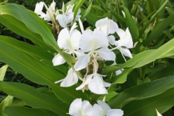 Bloem van de witte gember