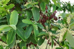 De Terminalia arjuna De Terminalia arjuna