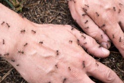 Hand bedekt met mieren Hand bedekt met mieren