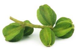 Vruchtjes van de Terminalia Arjuna Vruchtjes van de Terminalia Arjuna
