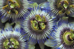 Passiebloem Passiebloem
