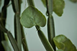 De stelen en de bladeren van de Cissus quadrangularis