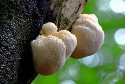De pruikzwam in de natuur De pruikzwam in de natuur