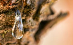 Mastica wordt de tranen van Chios genoemd Mastica wordt de tranen van Chios genoemd