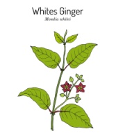 De plant witte gember/mokumbero