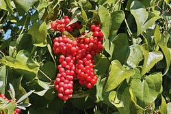 Trosjes rode bessen aan de Sarsaparillaplant Trosjes rode bessen aan de Sarsaparillaplant