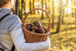 Vrouw met zelfgeplukte paddenstoelen Vrouw met zelfgeplukte paddenstoelen
