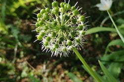 Bloem van de Sarsaparilla