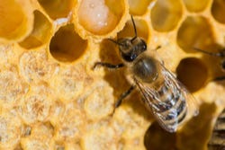 Royal Jelly ofwel koniginnegelei Royal Jelly ofwel koniginnegelei