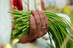 Stukjes moringa in een vrouwenhand Stukjes moringa in een vrouwenhand