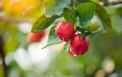 Acerola Acerola