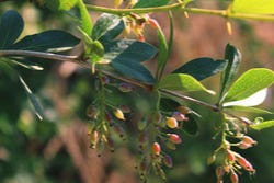 Berberis plant