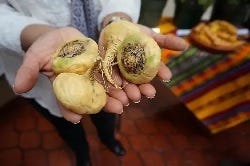 Lucuma Lucuma