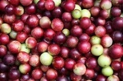 Camu camu-bessen Camu camu-bessen